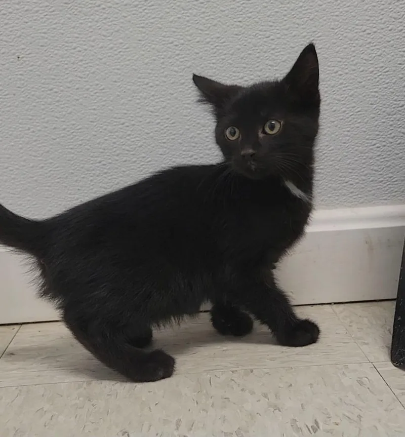 A baby medium-sized male Domestic Short Hair cat named Onyx for adoption in Sandusky, OH