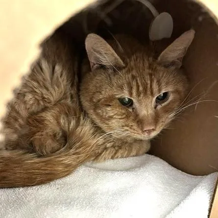 An adult medium-sized male Orange / Red Domestic Long Hair cat named Darryl for adoption in Novelty, OH