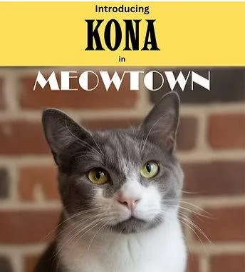 An adult medium-sized male Gray & White Domestic Short Hair cat named Kona for adoption in Herndon, VA