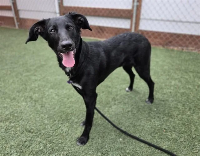 A young large-sized female Border Collie dog named Melarie for adoption in Salinas, CA