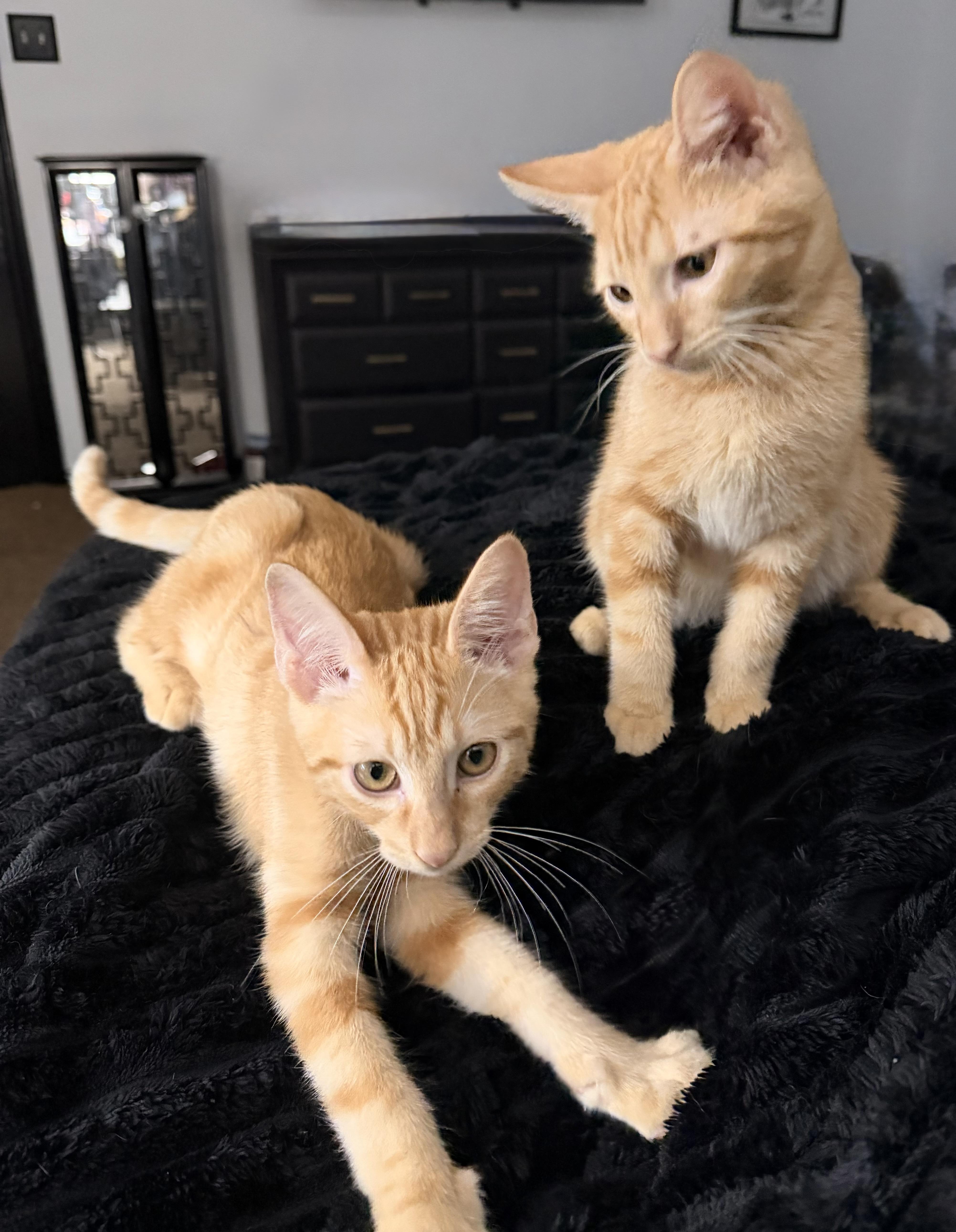 A baby medium-sized male Orange / Red Domestic Medium Hair cat named Jolly Rancher & Sweet for adoption in Liverpool, TX