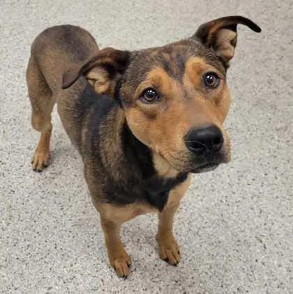 A young large-sized male Brown / Chocolate Mixed Breed dog named Weston for adoption in Kansas City, MO