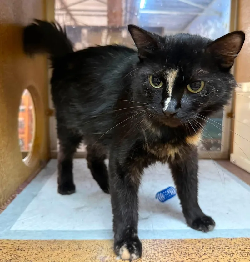 A young small-sized female Tortoiseshell Domestic Medium Hair cat named Mosaic Sweet yr for adoption in Jackson, GA