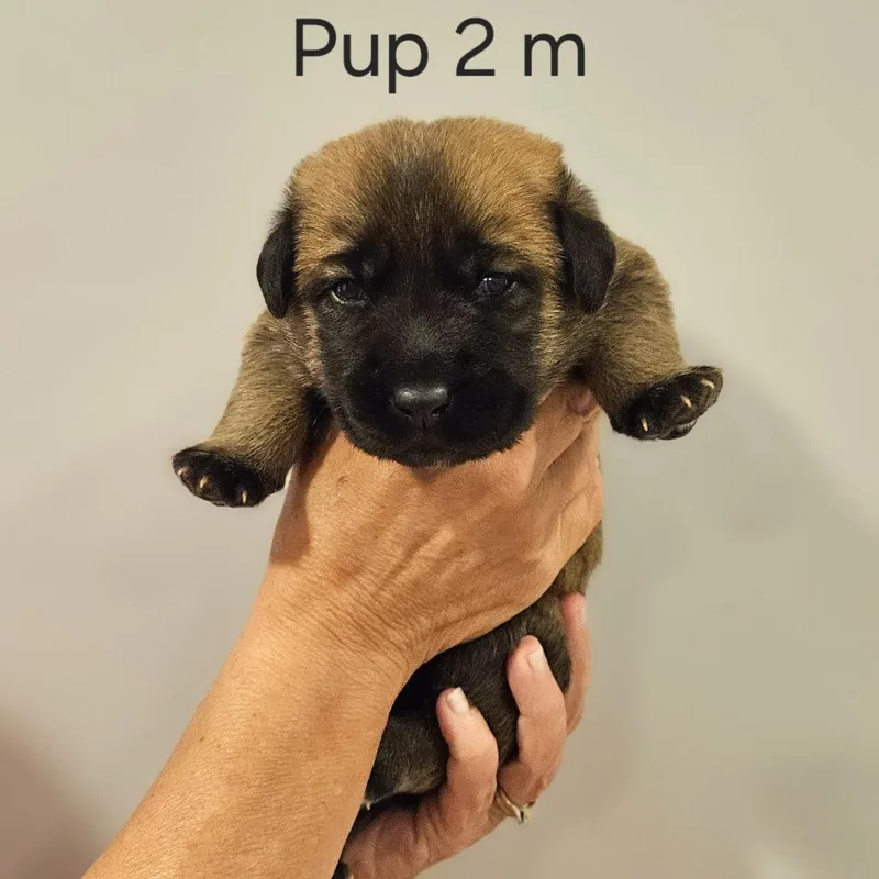 A baby medium-sized male Brown / Chocolate Hound dog named Cammie pup Junior for adoption in Fairfax Station, VA