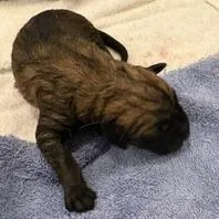 Cammie pup Junior thumbnail 2