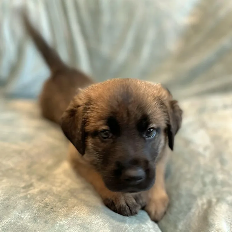 Cammie pup Junior thumbnail 3