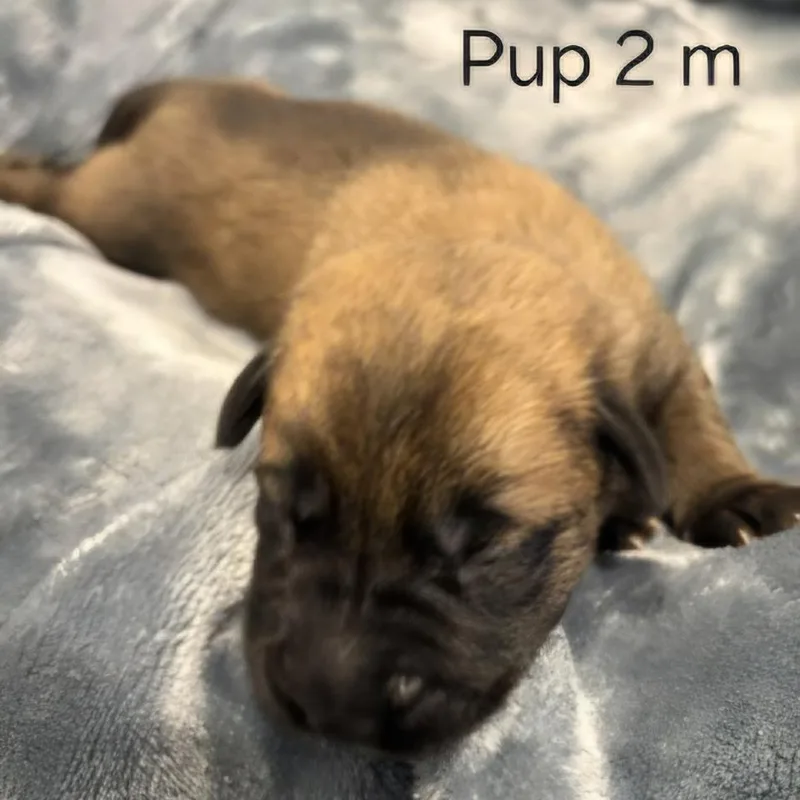 Cammie pup Junior thumbnail 4