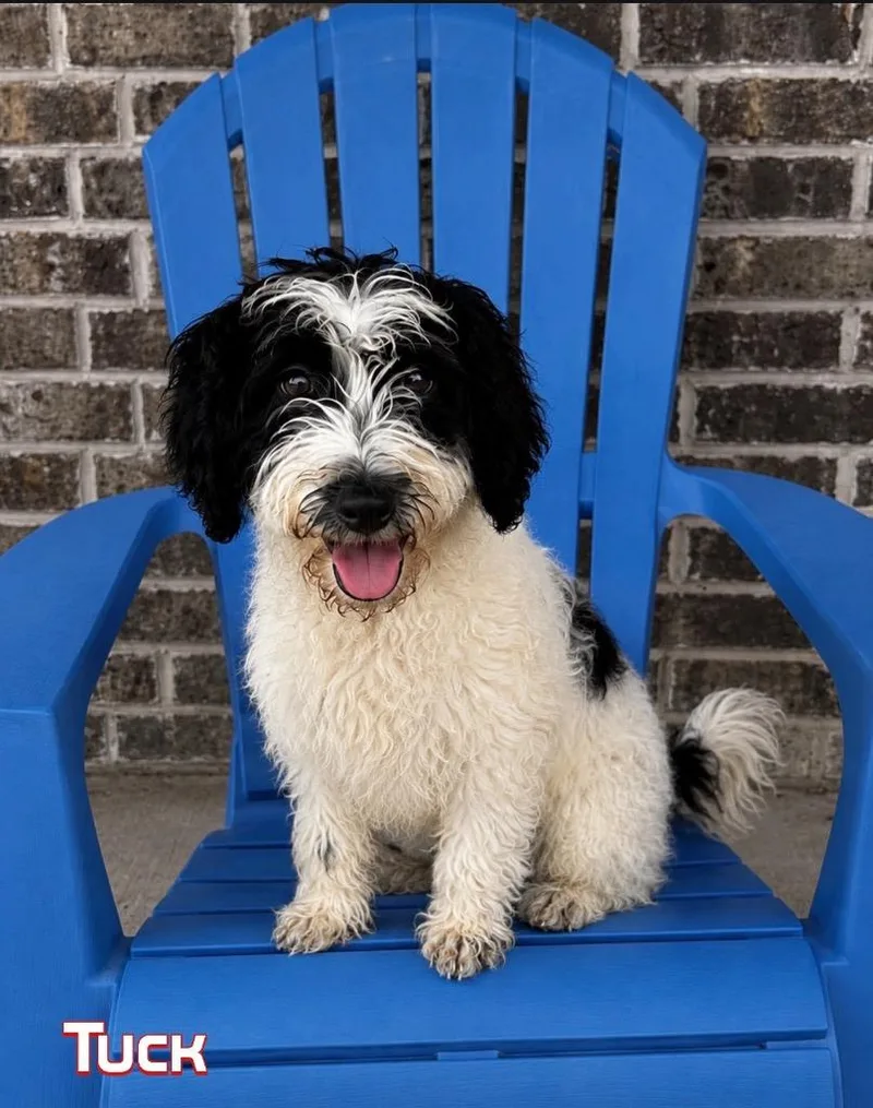 A baby small-sized male Poodle dog named Tuck for adoption in Dalton, GA