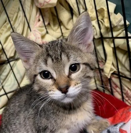 Pepper