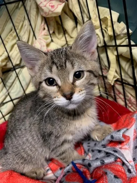Pepper thumbnail 4