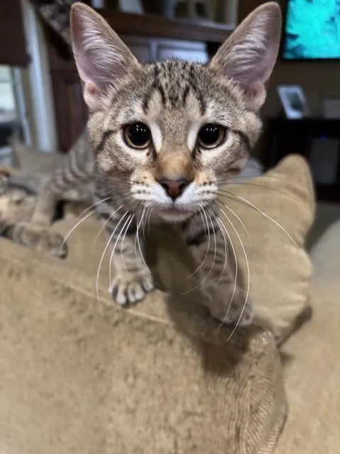 Pepper thumbnail 5