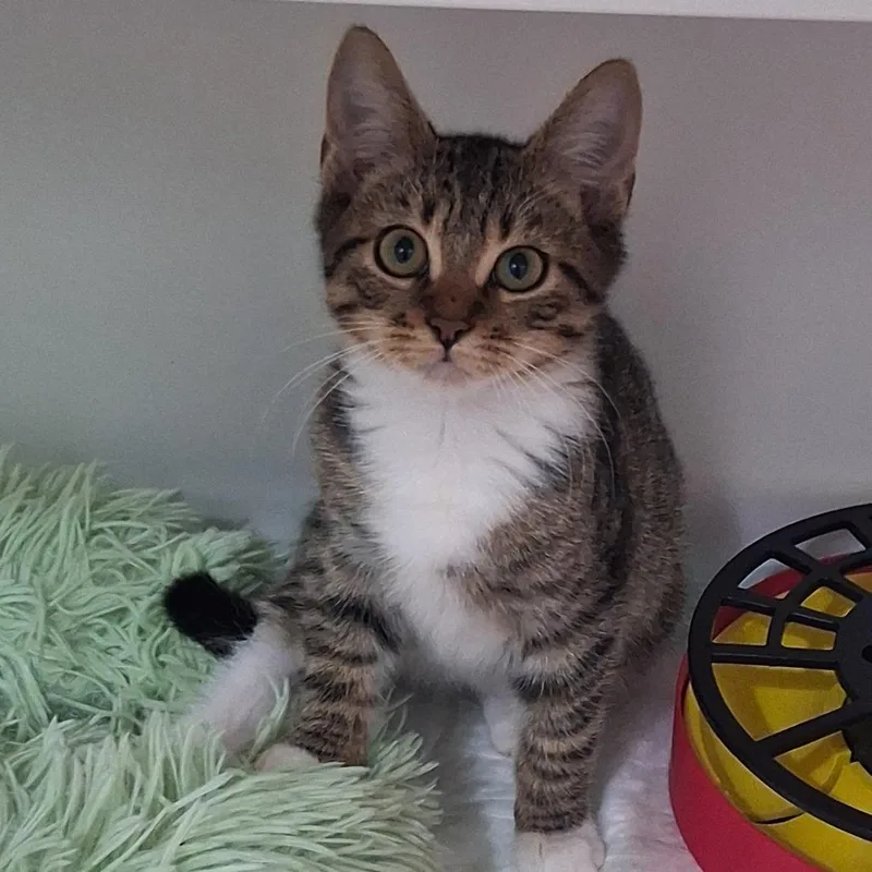 A baby small-sized male Brown / Chocolate Domestic Short Hair cat named Checkers for adoption in Elizabeth City, NC