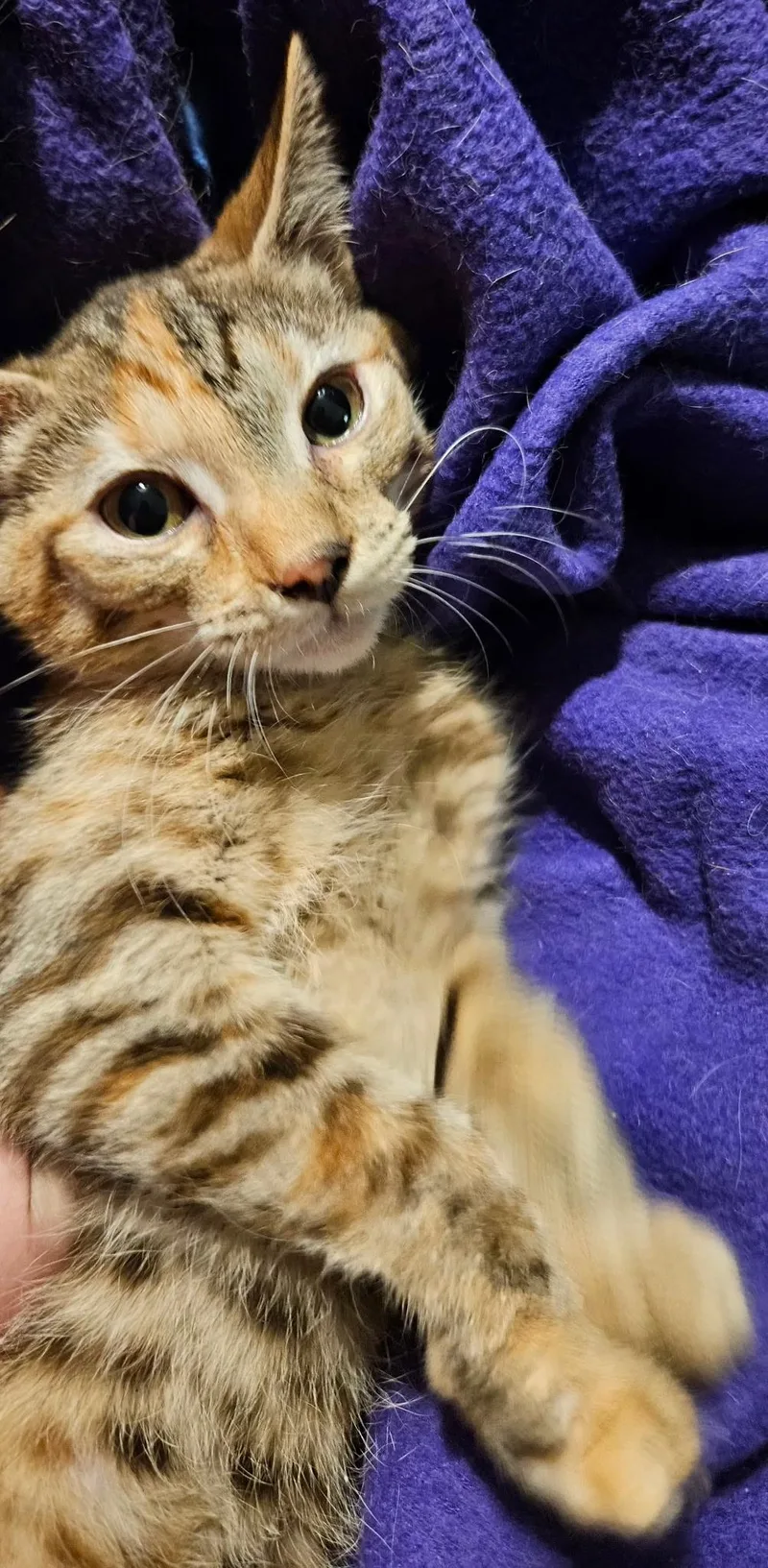 A baby medium-sized female Calico Domestic Short Hair cat named Sable for adoption in Kirklin, IN