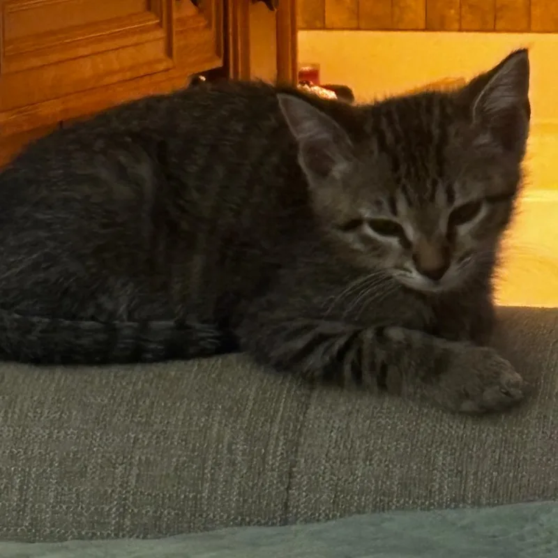 A baby small-sized female Gray / Blue / Silver Domestic Short Hair cat named Ava for adoption in Columbus, GA