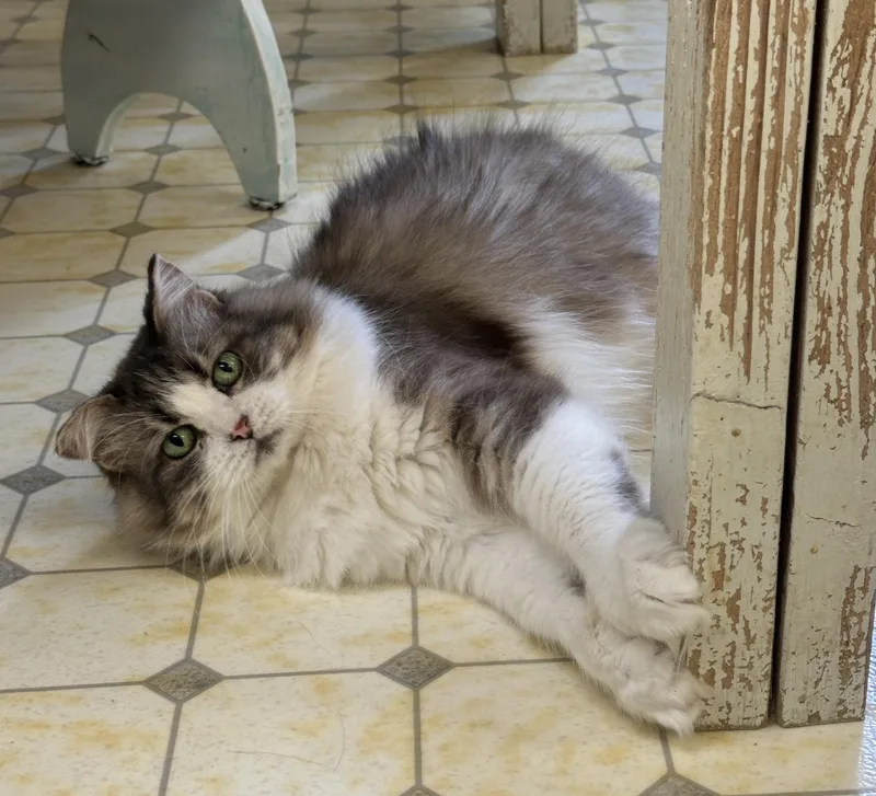 Luciashy thumbnail 2