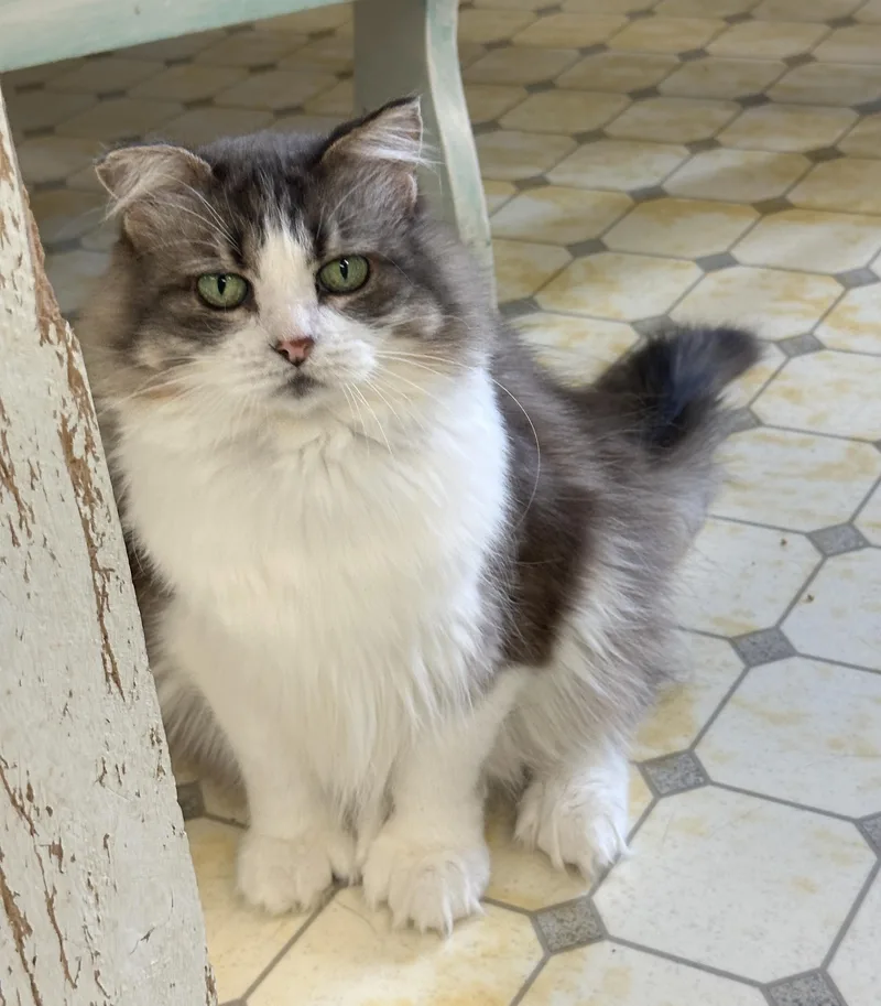 Luciashy thumbnail 3