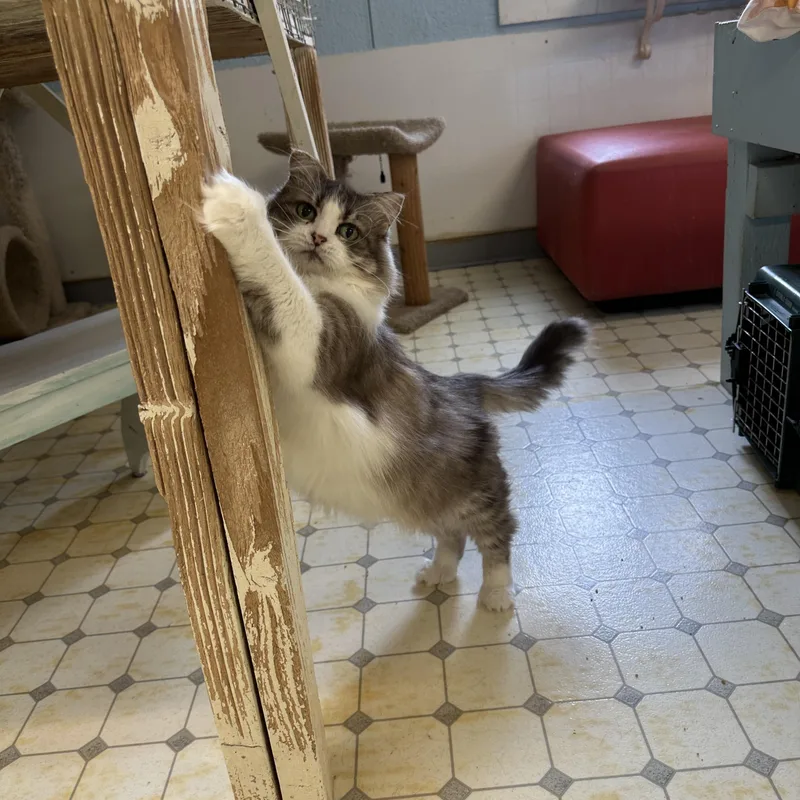 Luciashy thumbnail 4