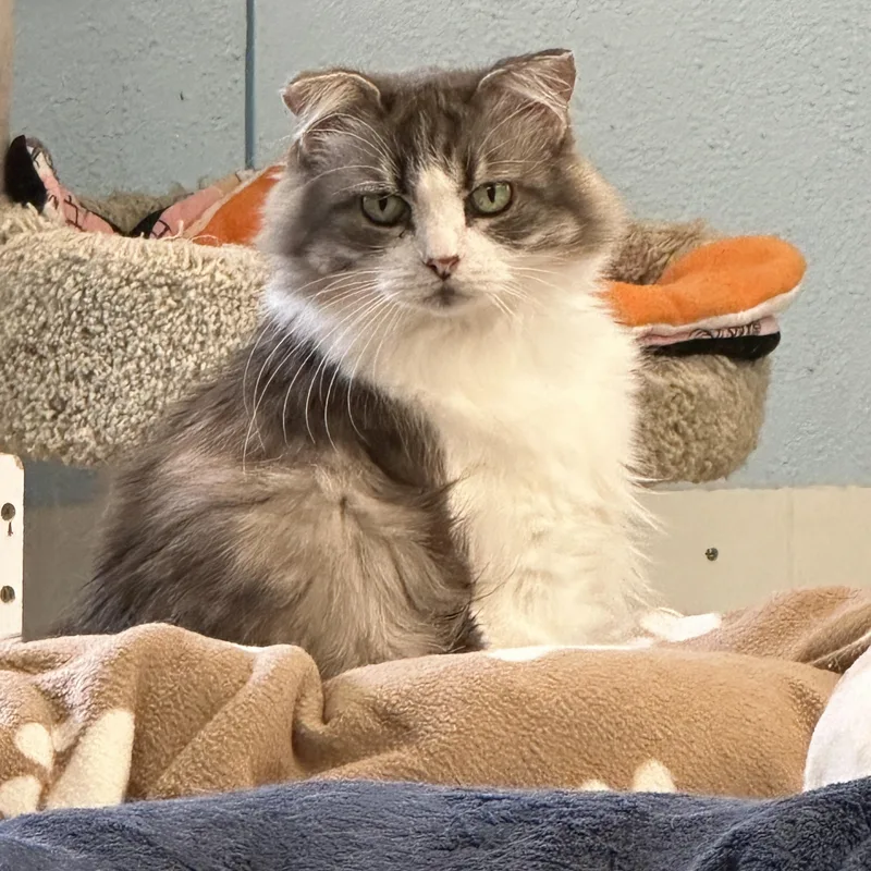 Luciashy thumbnail 5