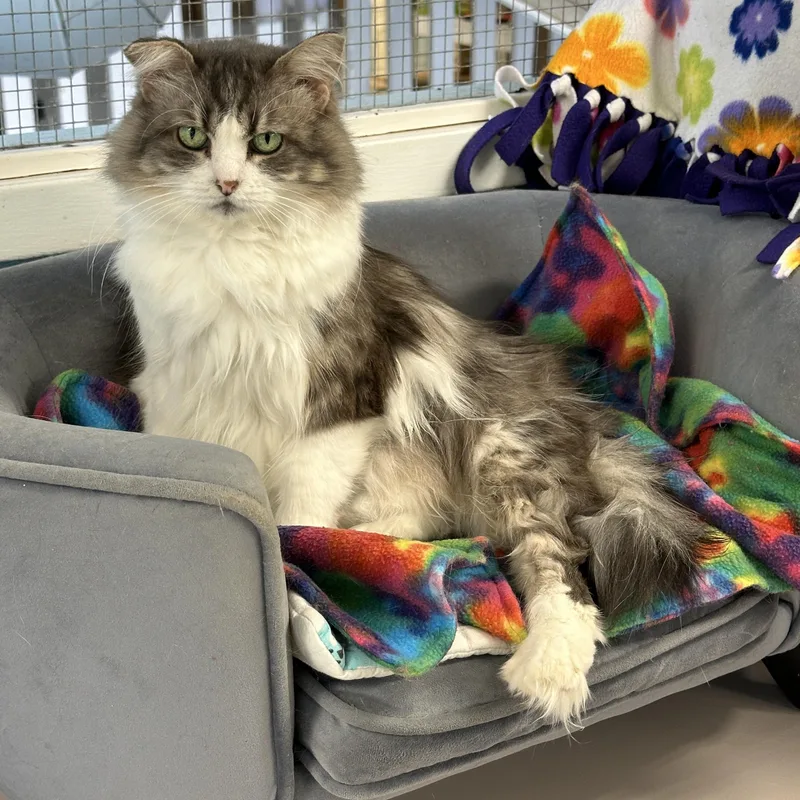 Luciashy thumbnail 6