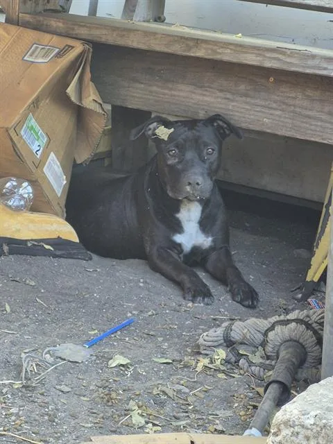 A young medium-sized female American Staffordshire Terrier dog named Crystal for adoption in San Antonio, TX
