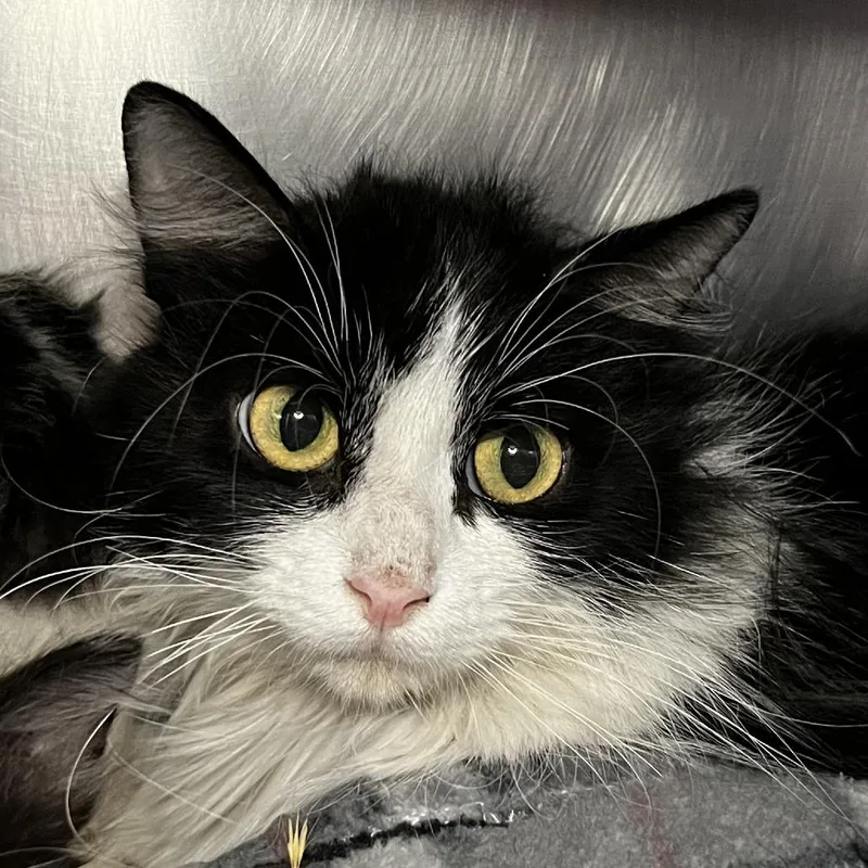 An adult medium-sized female White Domestic Medium Hair cat named Orca for adoption in Palm Springs, CA