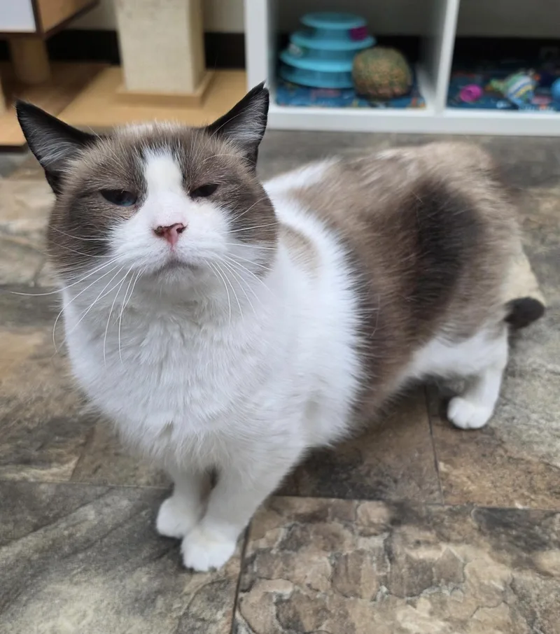 An adult large-sized male Snowshoe cat named Bandit for adoption in Breinigsville, PA