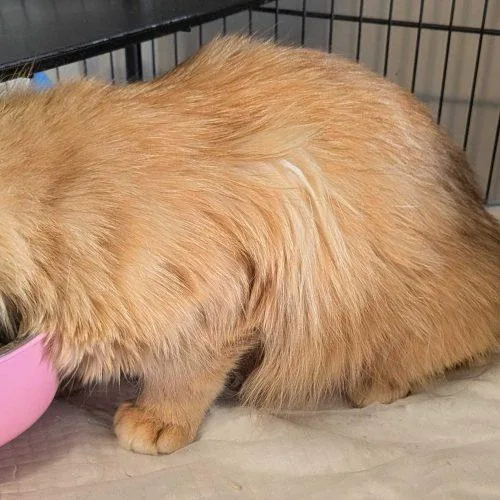 An adult medium-sized female Orange / Red Domestic Medium Hair cat named Mimosa for adoption in Seven Valleys, PA