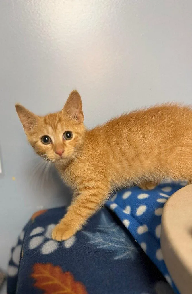 A baby small-sized male Orange / Red Domestic Short Hair cat named Sailor for adoption in Lovingston, VA