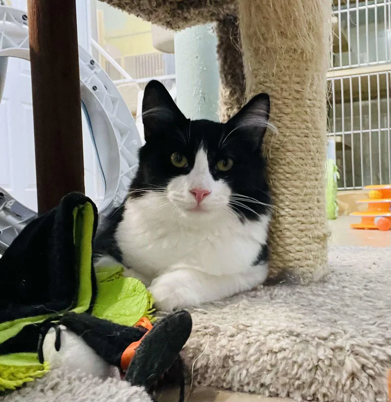 Spongebob thumbnail 3