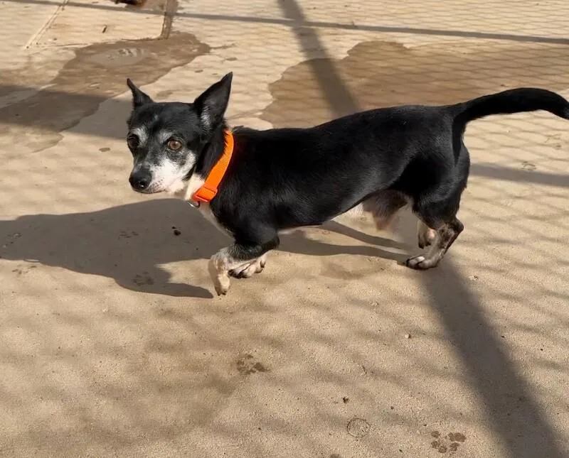 An adult small-sized male Black Mixed Breed dog named Gunther for adoption in Hobbs, NM