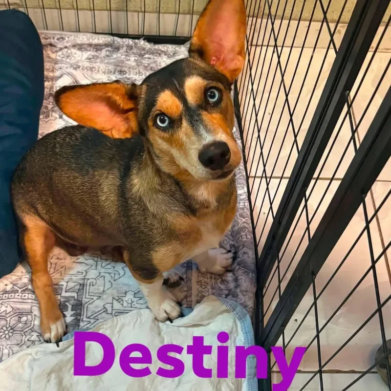 Destiny PC