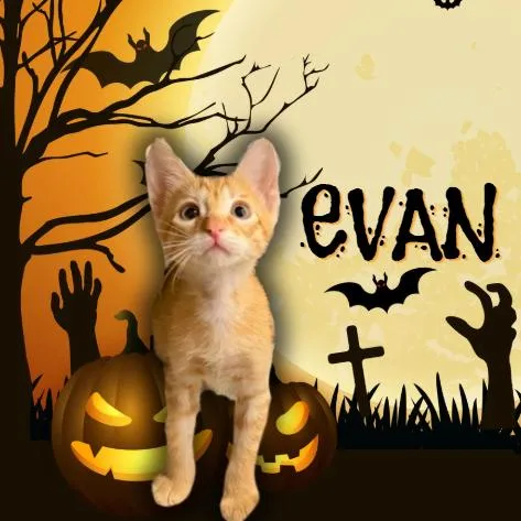 A baby small-sized male Orange / Red Domestic Short Hair cat named Evan for adoption in Tempe, AZ