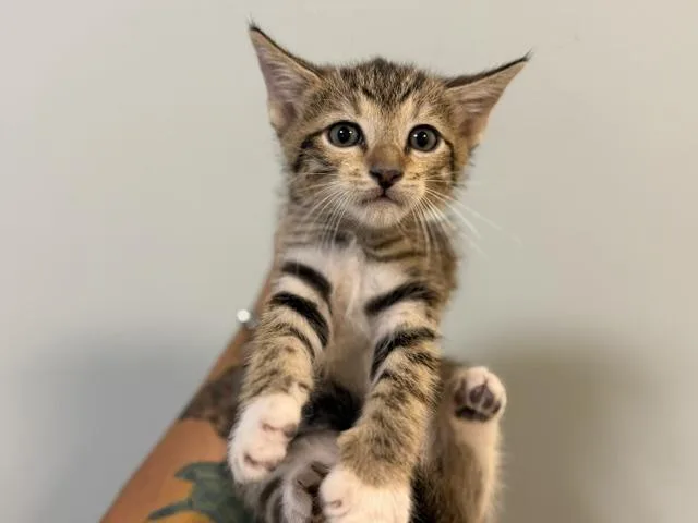A baby small-sized female Domestic Short Hair cat named Honey for adoption in Miami, FL