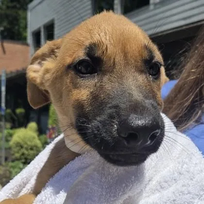 A baby small-sized male Shepherd dog named Beck for adoption in Voorhees, NJ