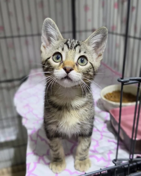 A baby small-sized female Domestic Short Hair cat named Phoebe for adoption in Novato, CA