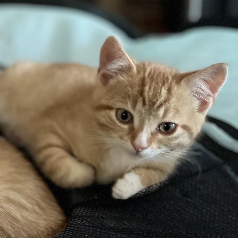 A young medium-sized male Orange / Red American Shorthair cat named Axel for adoption in South Elgin, IL