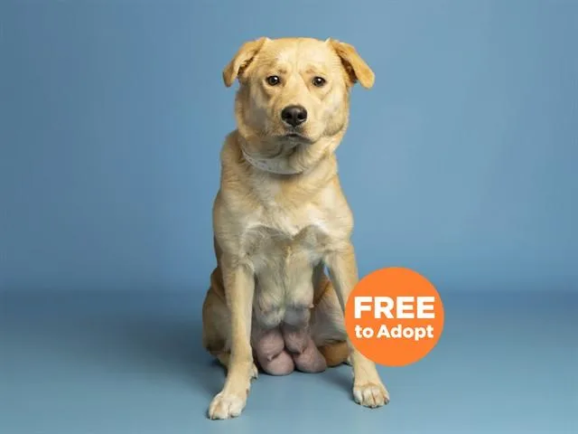 A young medium-sized female Labrador Retriever dog named Cici for adoption in Phoenix, AZ