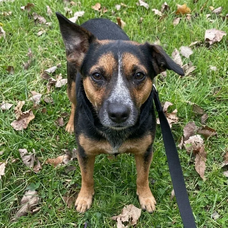 An adult medium-sized female Black Beagle dog named Nanette for adoption in South Elgin, IL