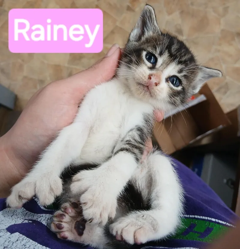 Rainy