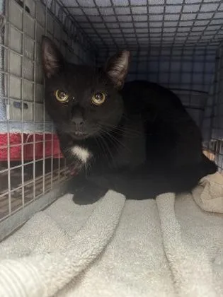 An adult small-sized male Domestic Short Hair cat named Baby Boo for adoption in Honolulu, HI