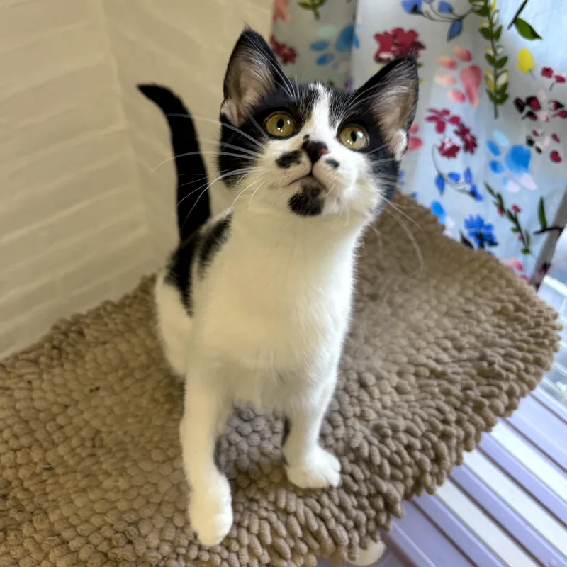 A baby medium-sized female Black & White / Tuxedo Domestic Short Hair cat named Voltage for adoption in Beacon, NY