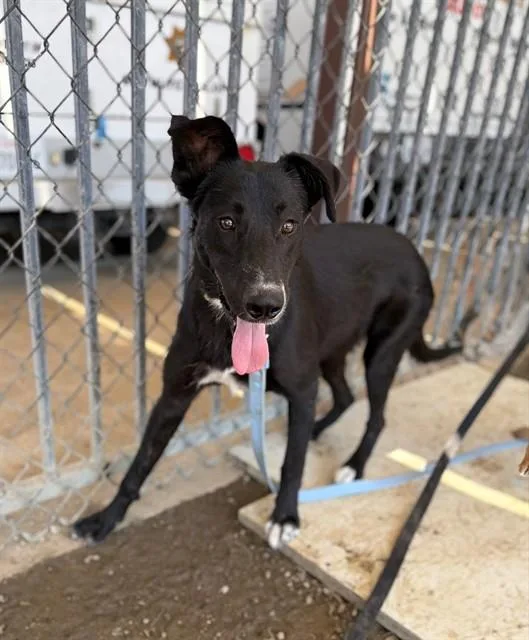 An adult large-sized female Shepherd dog named Lily for adoption in Riverside, CA