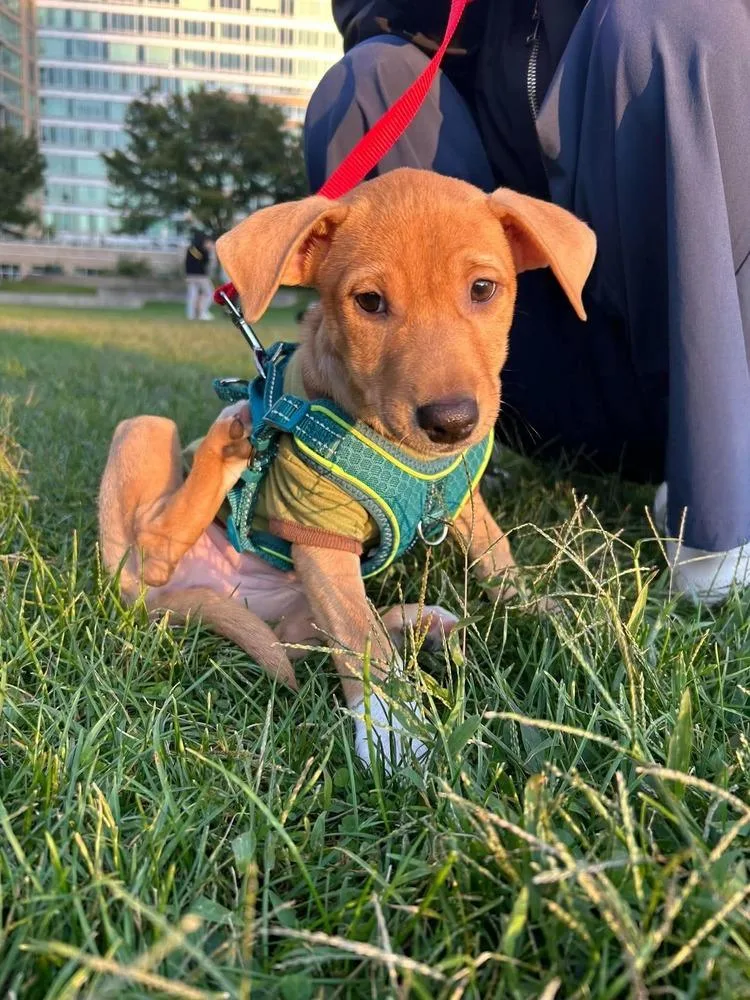 A baby small-sized female Retriever dog named Stella for adoption in Valley Stream, NY
