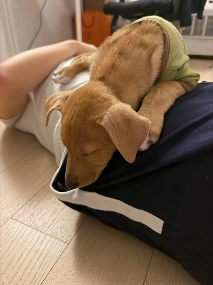 Stella thumbnail 3