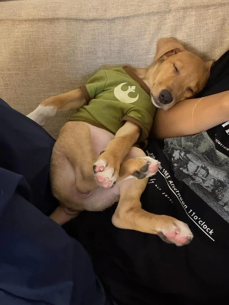 Stella thumbnail 4