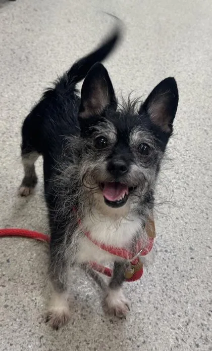 A senior small-sized male Terrier dog named Scruffy for adoption in Fishers, IN