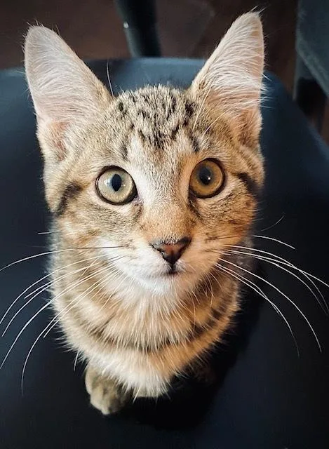 A baby small-sized female Tabby (Brown / Chocolate) Domestic Short Hair cat named Jordan W Tara for adoption in Duxbury, MA