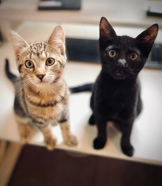 Jordan W Tara thumbnail 3