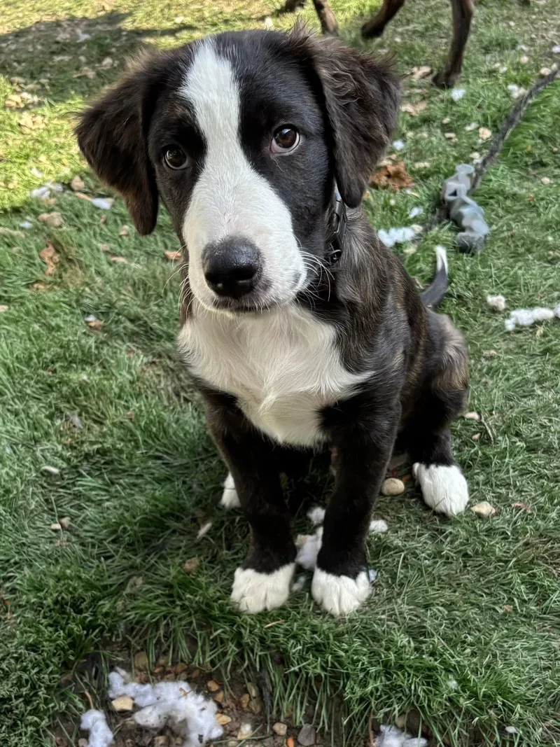 A baby large-sized male Black Collie dog named Guy Smiley for adoption in Orland Park, IL