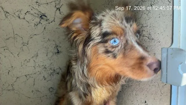 An adult medium-sized female Australian Shepherd dog named A for adoption in Ocala, FL
